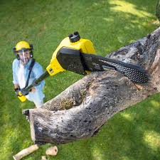 Best Hazardous Tree Removal  in Littlefield, TX