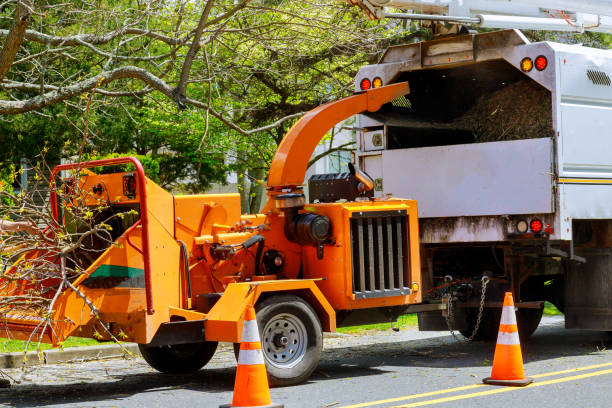 Best Arborist Consultation Services  in Littlefield, TX