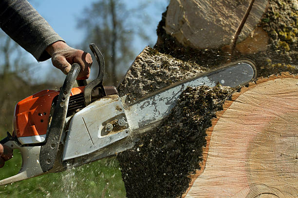 Best Stump Grinding and Removal  in Littlefield, TX